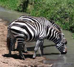 Zebra