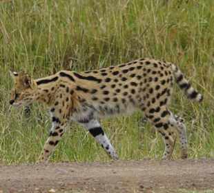 Serval