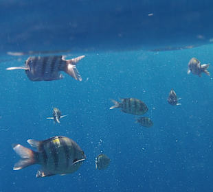 Viele Fische direkt vor dem Hotel
