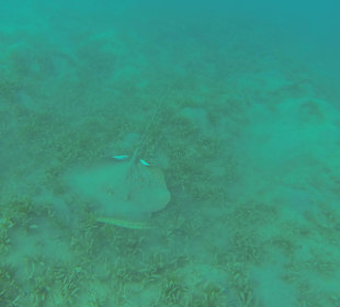 Blaupunkt-Stechrochen 