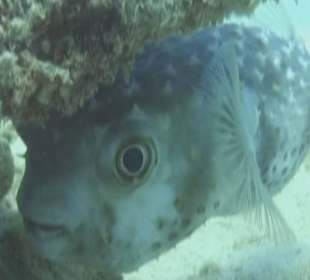 Igelfisch 