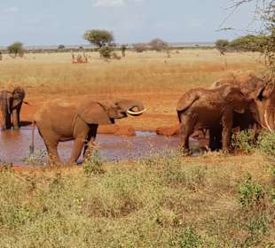 Wasserloch an der Ngutuni Lodge