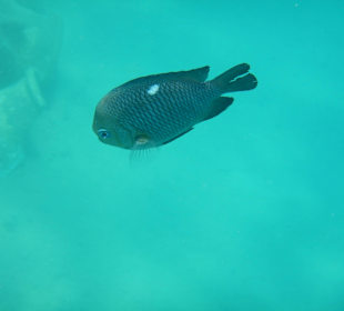 Hotel Swiss Inn Resort Dahab