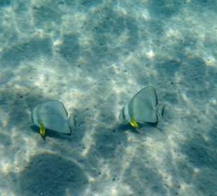 Schnorcheln Lahami 2013