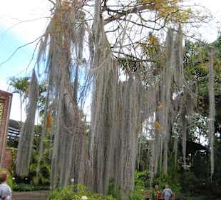 Wie von Zauberhand gekämmt
