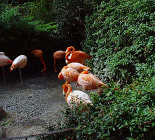 Flamingos