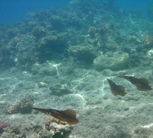 Familie Kalmar...mit Glubschaugen