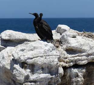 Stoney Point African Penguin Breeding Colony