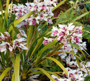 Monte Palace Tropical Garden