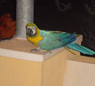 Ara an der Strand-Promenade