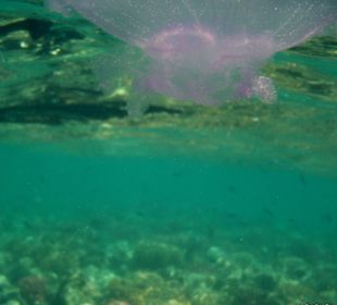 Korallenriff Fantasy