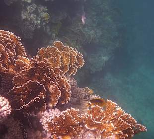 Korallen beim Schnorcheln