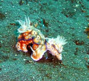 Schnorcheln Tejakula