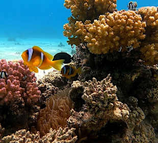 Schnorcheln Soma Bay