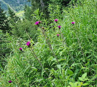 Wandern Chienes / Kiens