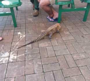 Wasserfälle von Iguazu. Ein Weltwunder