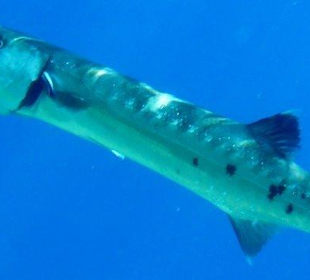 Hausriff - Barracuda