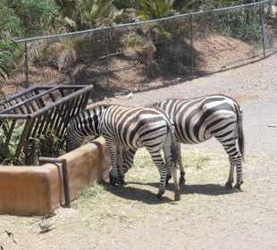 Zebras