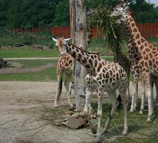 Die Giraffen beim Mittagessen gestört