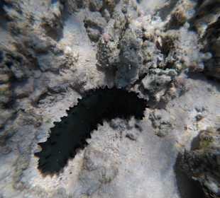 Schnorcheln Pointe aux Piments