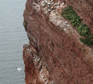 Helgoland: beim Lummenfelsen