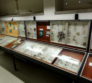 Exponate der Sammlung