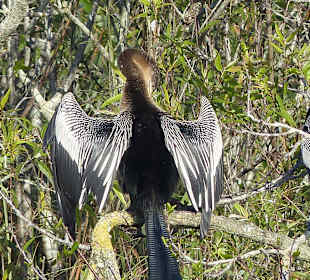 Anhinga