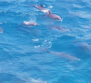 Delfin Tour Hurghada