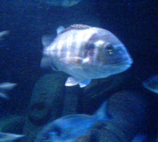 Sealife Oberhausen