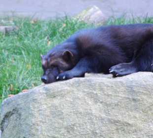 WP LH Herbst Impression