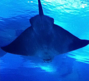 Ausflug Röhren Aquarium