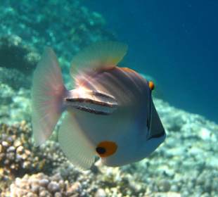 Am Hausriff Dreams Beach Resort & Dreams Vacation Resort