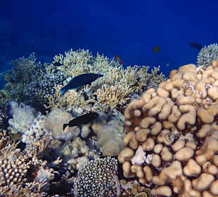 Vielfaltiges Hauriff