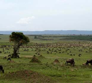 Die Masai Mara und ihre Gnuherden