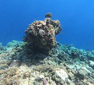 Schnorcheln Marsa Alam