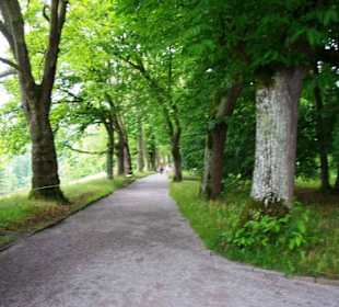 Die Allee Oberhalb