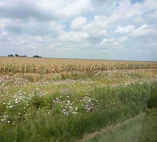 Krüger Nationalpark