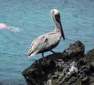 Ein Fischräuber in Lauerstellung