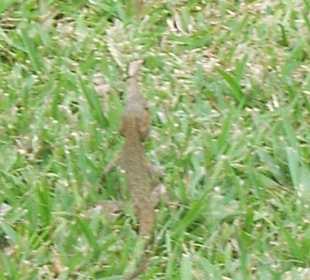 Kleiner Leguan