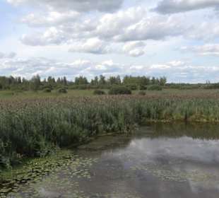 Federseesteg Bad Buchau