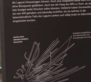 Dinosaurier Museum Altmühltal