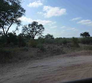 Krüger Nationalpark