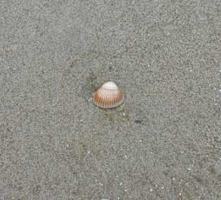 Fundsachen am Strand von St. Peter Ording
