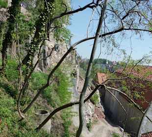 Blick auf den Weinberg
