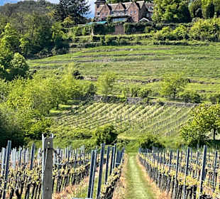 Wandern Rhodt unter Rietburg