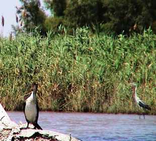 2. Größtes Vogelnaturschutzgebiet Spanien 