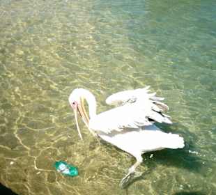 Il pellicano
