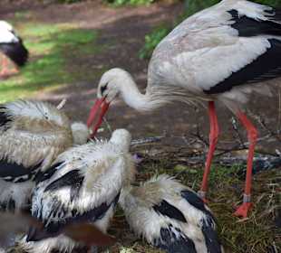 Weißstörche