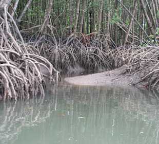 Le mangrovie