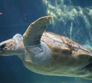 Schildkröte im Two Oceans Aquarium Kapstadt